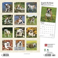 BrownTrout English Bulldogs 2024 12x24 Inch Square Wall Calendar, 9781975462017