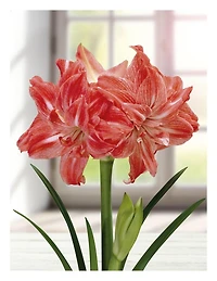 BULBES TASC AMARYLLIS LADY JANE - 1 BULBE