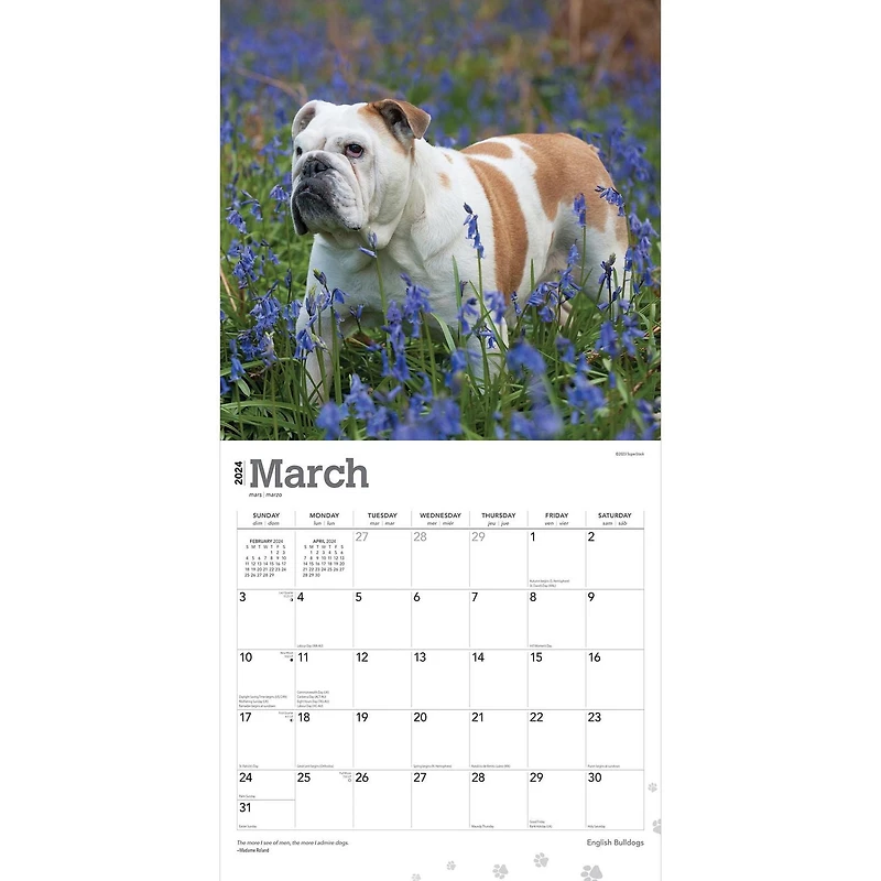 BrownTrout English Bulldogs 2024 12x24 Inch Square Wall Calendar, 9781975462017