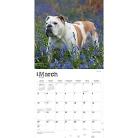 BrownTrout English Bulldogs 2024 12x24 Inch Square Wall Calendar, 9781975462017