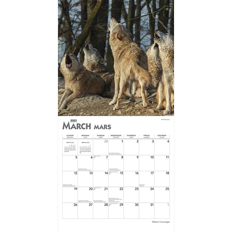 Wolves Les Loups 2023 Square BTCA