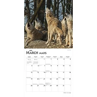 Wolves Les Loups 2023 Square BTCA