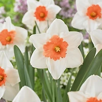 TASC Narcissus Flower Bulbs-Narcissus Grand leurre en coupe (10 ampoules)