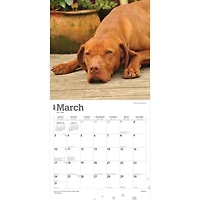 BrownTrout Vizslas 2024 12x24 Inch Square Wall Calendar, 9781975465575