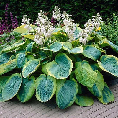 Bulbes à fleurs - Hosta Sieboldiana Frances Williams (2 Bulbes)