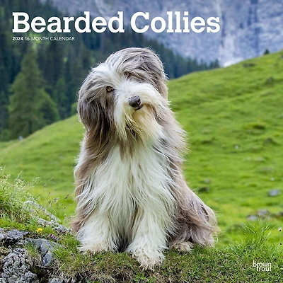 BrownTrout Bearded Collies 2024 12x24 Inch Square Wall Calendar, 9781975470654