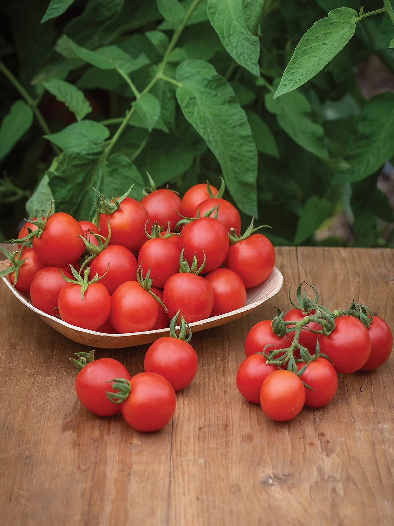 Burpee Organic Chadwick Cherry Tomato, Plant Seeds for Home Garden
