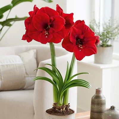 Amaryllis Lion King 1 bulb