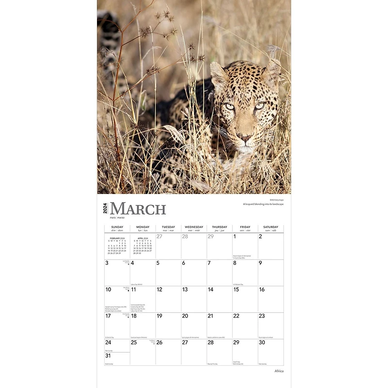 BrownTrout Africa 2024 12x24 Inch Square Wall Calendar, 9781975467357