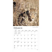 BrownTrout Africa 2024 12x24 Inch Square Wall Calendar, 9781975467357