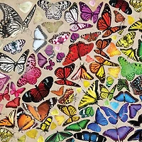 Buffalo Games - Large Pieces - Butterfly Chroma - 300 Piece Jigsaw Puzzle