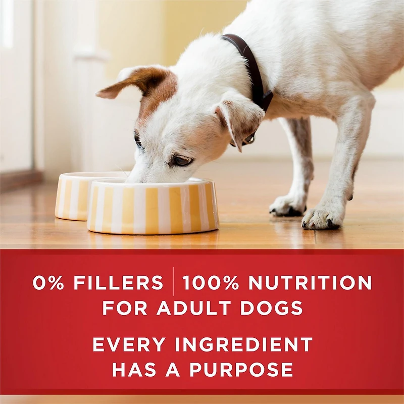 Purina ONE Classic Ground Chicken & Brown Rice Entrée, Wet Dog Food 368 g, 368 g