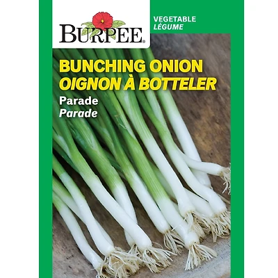 Burpee Parade Onion