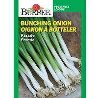 Burpee Parade Onion