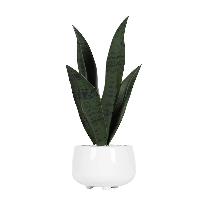 Plante serpent Kotera en pot ceramique