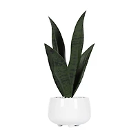 Plante serpent Kotera en pot ceramique