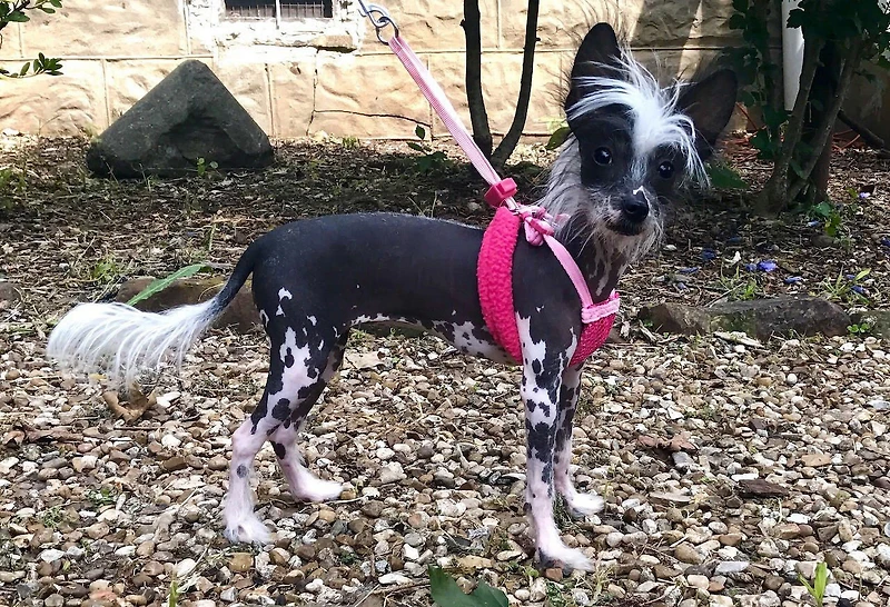 Harnais Pour Chien Sporn Comfort De Taille Extra Petite, Harnais Pour Chien En Maille Élastique Rembourrée Rouge Durable, Harnais Pour Chien Respirant Et Confortable 1 Petit Harnais