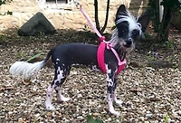 Harnais Pour Chien Sporn Comfort De Taille Extra Petite, Harnais Pour Chien En Maille Élastique Rembourrée Rouge Durable, Harnais Pour Chien Respirant Et Confortable 1 Petit Harnais