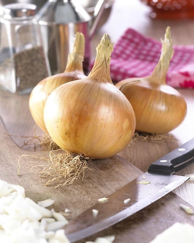 Bulbes de plantes TASC – Oignon espagnol Sturon, plante potagère bisannuelle (bulbe d'oignon) Oignons Bulbes Sturon 250 g