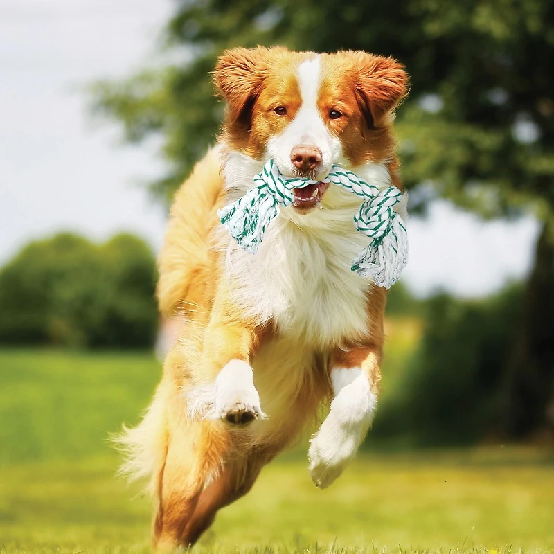 Dogit Minty Knotted Rope Bone Dog Toy, Medium (26 cm/10")