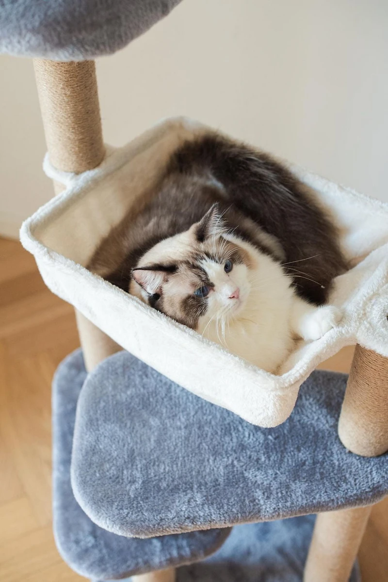 Catry Oak Tour pour chat à 3 niveaux avec hamac et griffoir