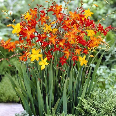 TASC De Fleur Bulbes Montbretia Assorties (15 ampoules)