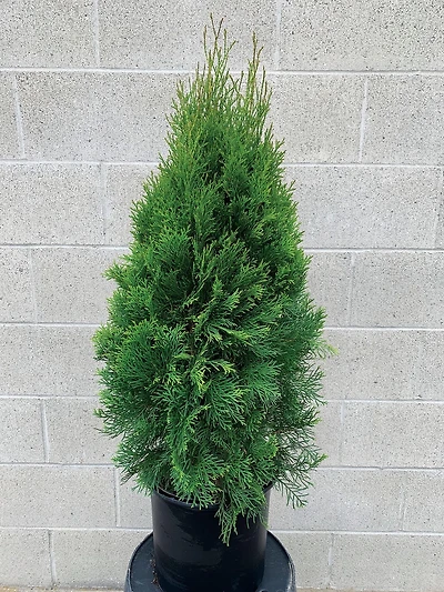 PFS 2 GL CEDAR - FRENCH J C BAKKER PFS CÈDRE 2GAL