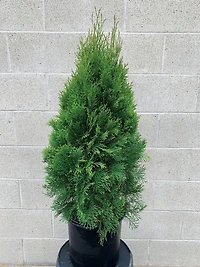 PFS 2 GL CEDAR - FRENCH J C BAKKER PFS CÈDRE 2GAL