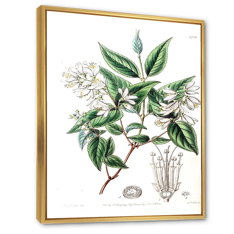 Designart Vintage Botanicals X FLOAT FRAME WALL ART