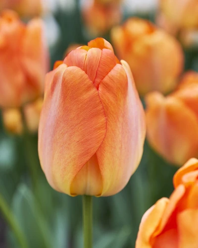 TASC Tulip Darwin Hybrid Daydream, Quantity 8 bulbs each bag