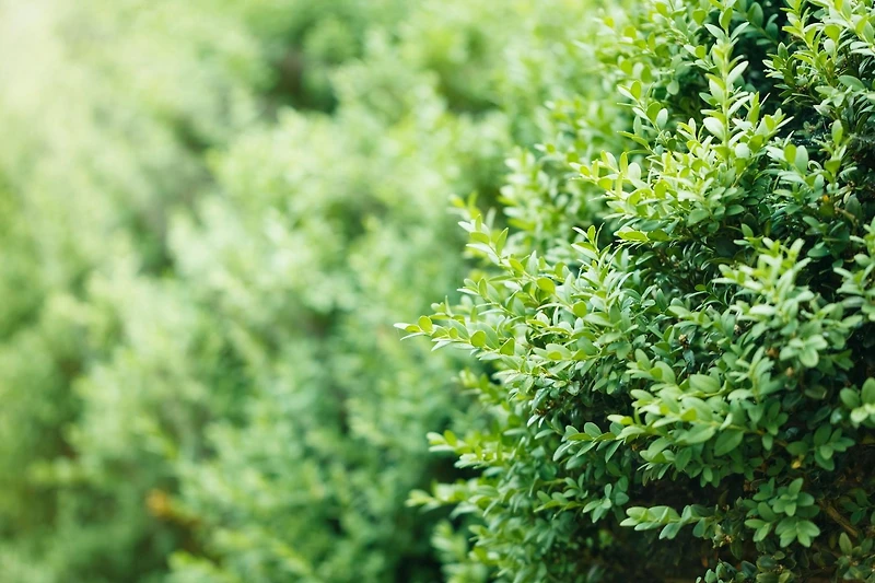 Buis commun (Buxus) conifère arbustif 2 gal