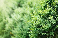 Buis commun (Buxus) conifère arbustif 2 gal
