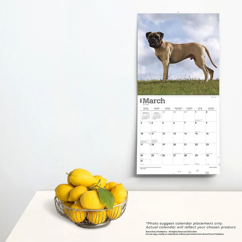BrownTrout Bullmastiffs 2024 12x24 Inch Square Wall Calendar, 9781975470685