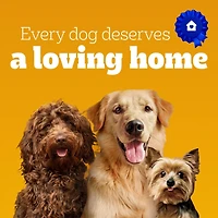 PEDIGREE Marrobone Adult Dog Treats – Bacon & Cheese Flavour with Real Bone Marrow - Vitamins Enriched, 680g Pouch