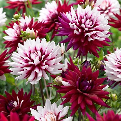 Bulbes à fleurs - Dahlia Décoratif Monde Rebecca (3 Bulbes)