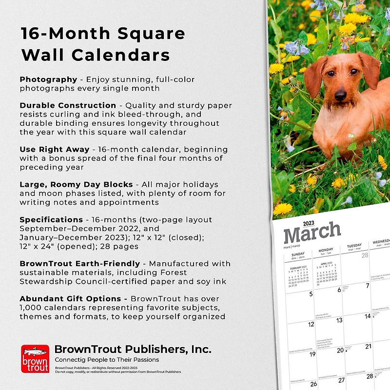 Dachshunds 2023 Square