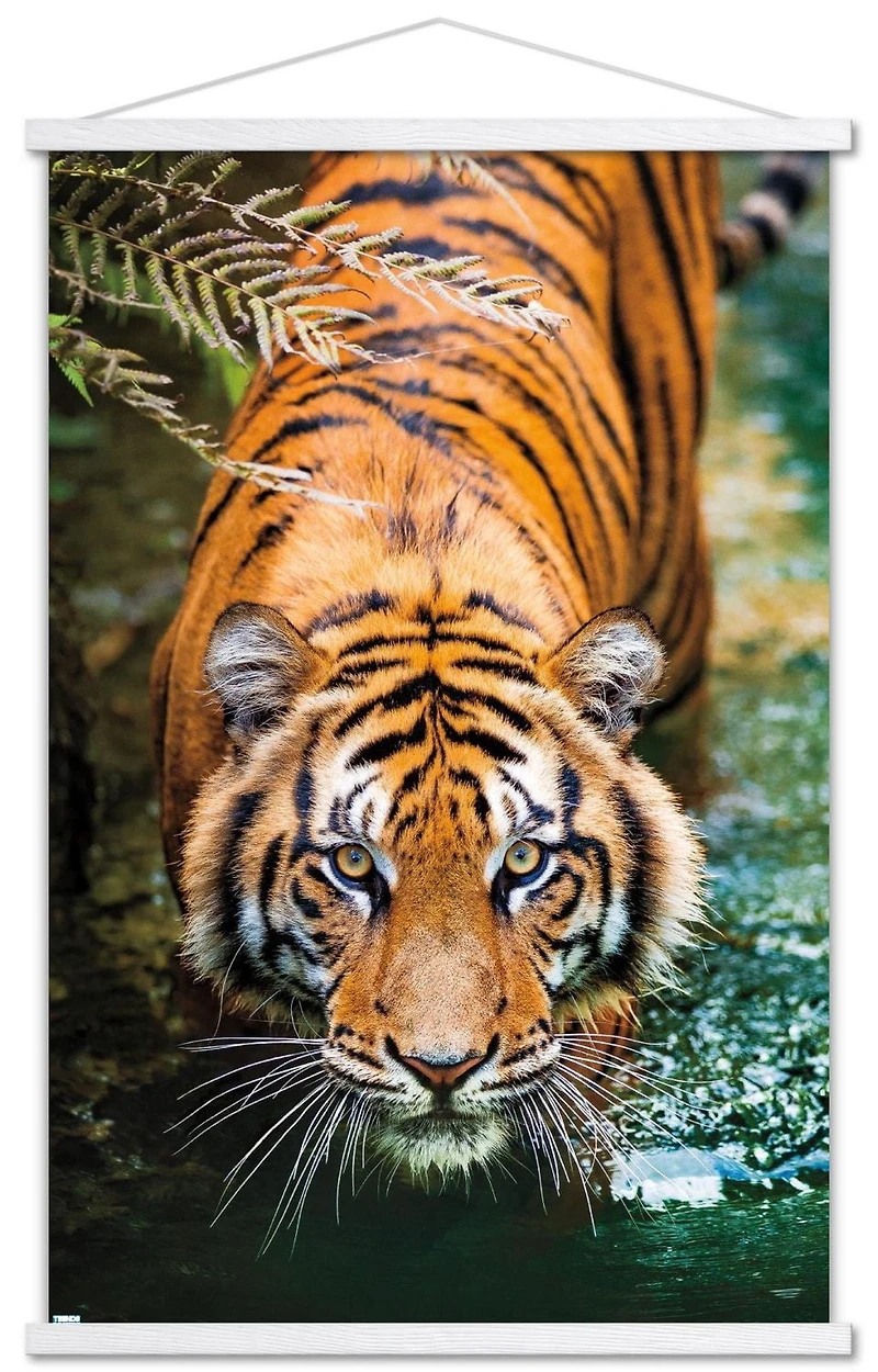 Tiger - Water Wall Poster, 22.375" x 34" Framed
