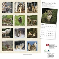 Wolves | Les Loups | 2023 12x24 Inch Square Wall Calendar
