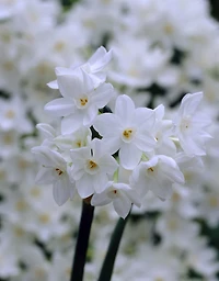 TASC Narcissi Ziva, Ronde, Haut de Gamme, Intérieure