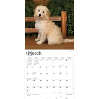 BrownTrout Goldendoodles 2024 12x24 Inch Square Wall Calendar, 9781975462932