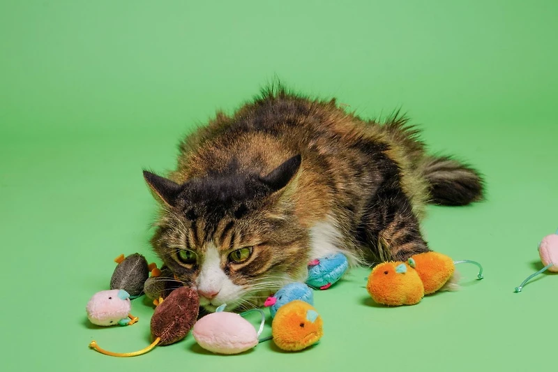 Hartz Cattraction Crinkle Mice Jouet pour chat avec vigne argentée et herbe à chat, 10 ct Jouet pour chat Silvervine