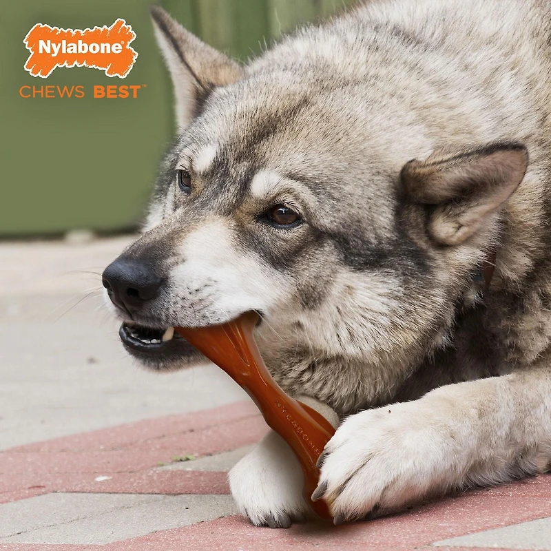Nylabone Power Chew Bison Bone Alternative Chew Toy Bison Flavor Large