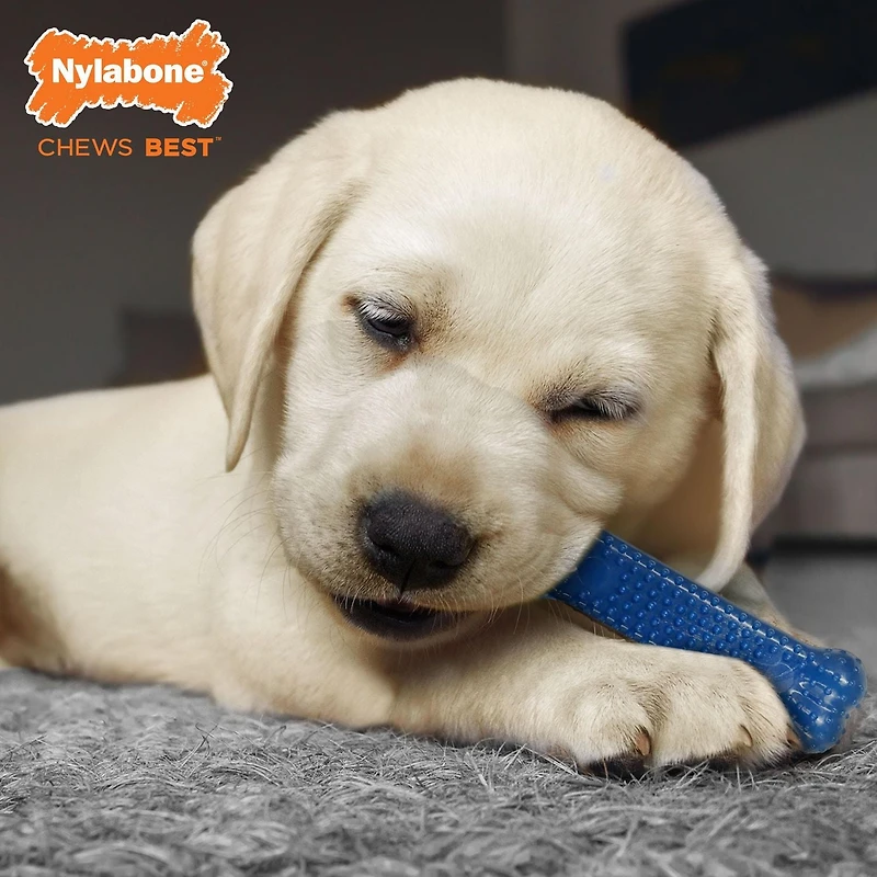 Trio de départ pour chiot Nylabone<br>Saveur de poulet et bacon<br>Petit – jusqu’à 25 lb