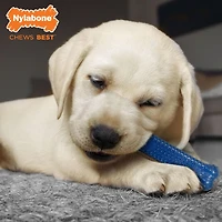 Trio de départ pour chiot Nylabone<br>Saveur de poulet et bacon<br>Petit – jusqu’à 25 lb