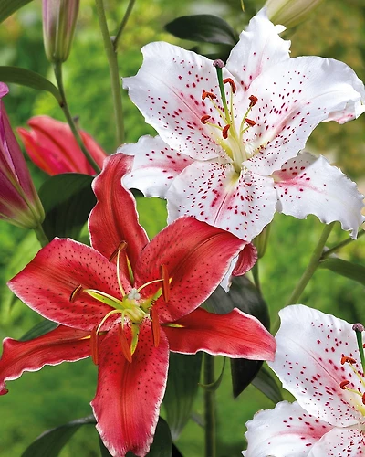 Tasc Flower Bulbs- Lilium Oriental Hybrid Kissproof & Muscadet, Lil Oriental Hybrid Kissproof & Muscadet 4 Bulbs