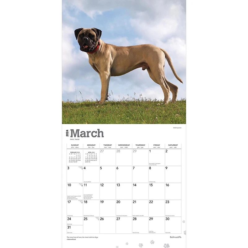 BrownTrout Bullmastiffs 2024 12x24 Inch Square Wall Calendar, 9781975470685