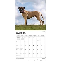 BrownTrout Bullmastiffs 2024 12x24 Inch Square Wall Calendar, 9781975470685