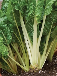 Burpee Fordhook Giant Swiss Chard