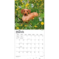 Dachshunds 2023 Square