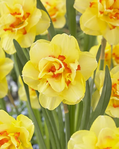 TASC Narcissi Double Tahiti